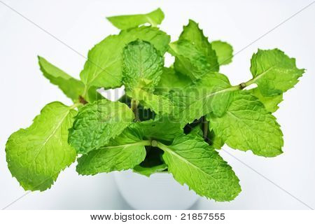 Menta fresca In vetro