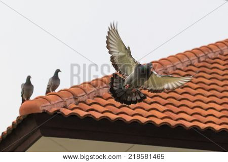 homing pigeon bird flying fand perching on home roof tile
