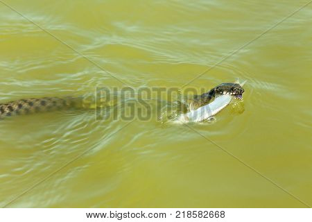the snake eats fish. The snake hunts fish in the water, the snake catches the fish and wants to eat it