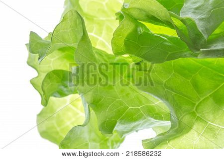 Fresh Lettuce one leaf isolated on white background. Close-up. Still life. Pattern, backlit