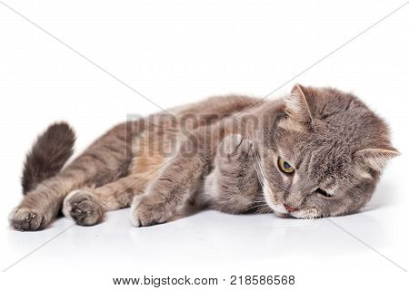 The sad cat lies on one side is isolated on white. The cat has crossed forepaws and sadly looks before himself a close up selective focus