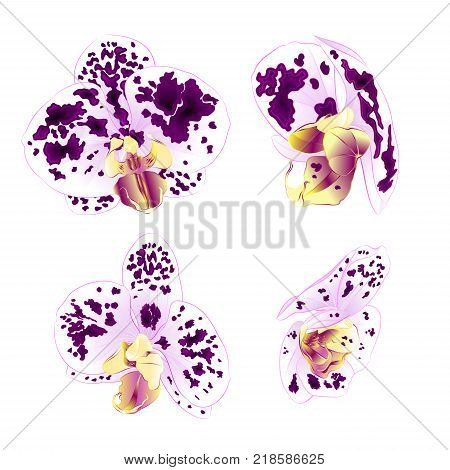 Purple-white Spotted Orchids Phalaenopsis beautiful flowers set three vintage on a white background vector illustration closeup isolated editable hand draw