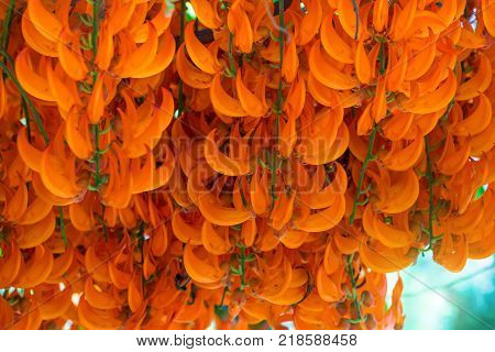 Orange Flower Of Name Red Jade Vine Or New Guinea Creeper Or Flowers.