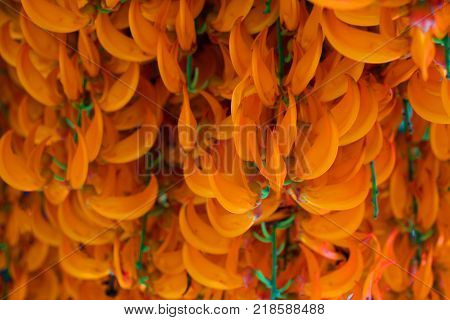 Orange Flower Of Name Red Jade Vine Or New Guinea Creeper Or Flowers.