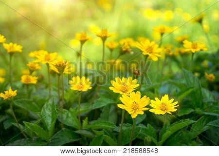 Yellow daisy or Dahlberg daisy blooming and sunlight