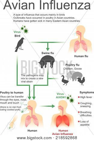 Type of influenza that occurs mainly in birds outbreaks have occurred in poultry in Asian countries human have gotten sick in many Eastern Asian countries.