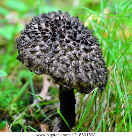 a stromilomyces strobilaceus mushroom in the forest