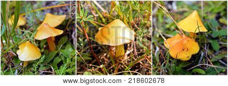 hygrocybe autoconica mushroom in the lawn waxcap