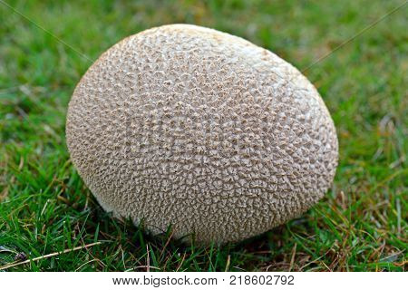 Handkea utriformis fungus known as the mosaic puffball