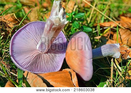 edible lepista nuda mushrooms in the forest