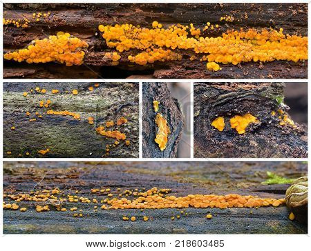 bisporella citrina fungus known as the lemon disco and yellow fairy cup
