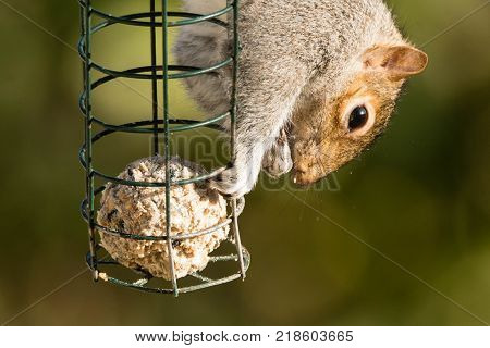 Eastern gray squirrel (Sciurus carolinensis) eating on bird feeder. Rodent in the family Sciuridae taking food from bird feeder