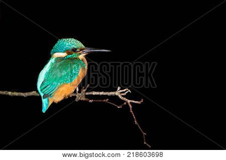 Kingfisher (Alcedo atthis) perched at night. Common kingfisher in the family Alcedinidae at rest on tree on river bank in profile