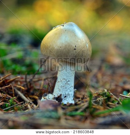 edible amanita vaginata mushroom in the forest the grisette