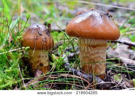 two cortinarius trivialis mushrooms on the ground