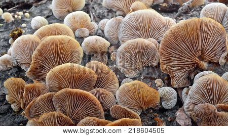 crepidotus mollis mushroom colony on a tree log