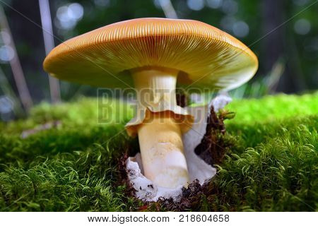 edible and delicious amanita caesarea mushroom in the forest