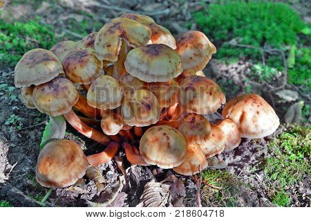 gymnopus (collybia) fusipes mushroom cluster on the ground