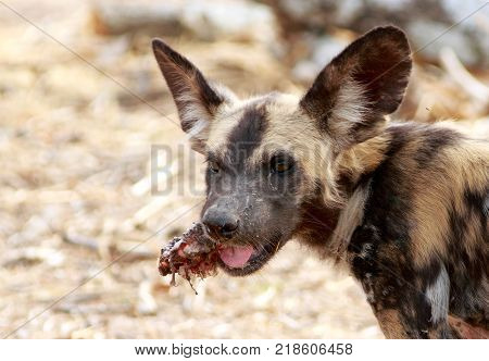 African Wild Dog face with animal carcass hanging from it's muzzle in South Luangwa National Park Zambia