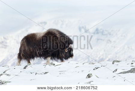 Male musk ox standing in the mountains of Dovrefjell in tough winter conditions in Norway