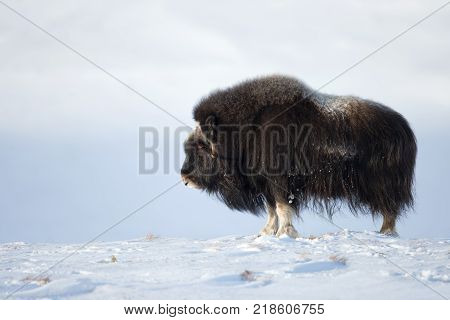 Male musk ox standing in the mountains of Dovrefjell in tough winter conditions in Norway