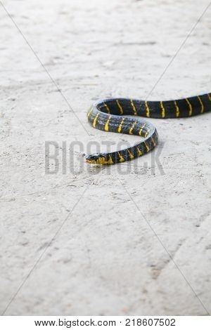 Mangrove Snake Creeping On White Sand