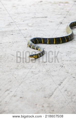 Mangrove Snake Creeping On White Sand