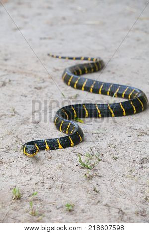 Mangrove Snake Creeping On White Sand