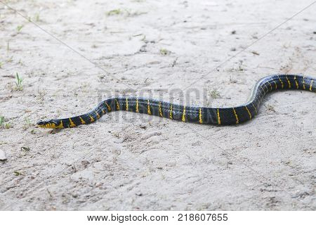 Mangrove Snake Creeping On White Sand