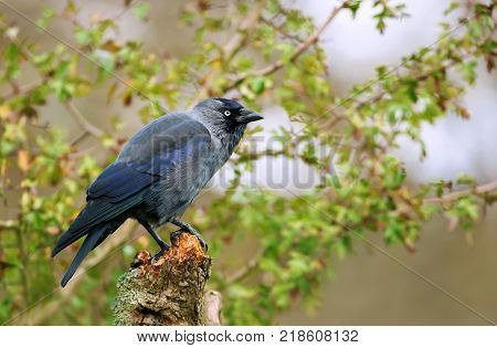 Jackdaw Coloeus monedula perching on a tree branch, UK.