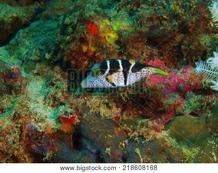The amazing and mysterious underwater world of the Philippines, Luzon Island, Anilаo, boxfish