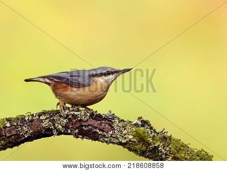 Eurasian Nuthatch (Sitta europaea) perching on a tree branch against green background.