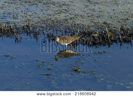 Piro piro, hypoleucos Tringa, reflecting on a pond