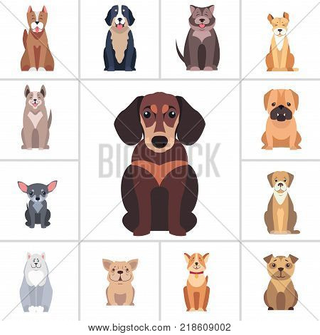 Dachshund in center and other dog breeds as frame isolated on white background. Vector illustrations of quadruped humans friends. Hunting, protection and decorative species from all over world.
