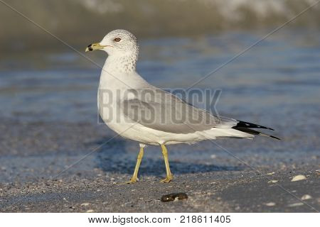 A Ring-Billed Gull, Larus delawarensis at the tideline along a beach in Florida