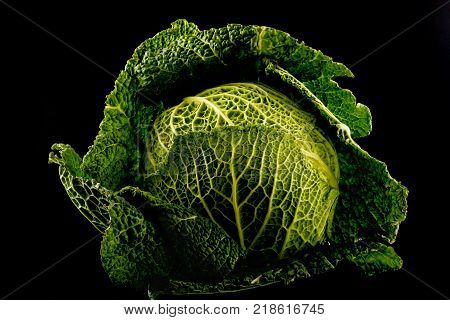 Organic farming of fresh green and white head cabage plantation.vegetarian cabbage on the field ready to harvest and salad.