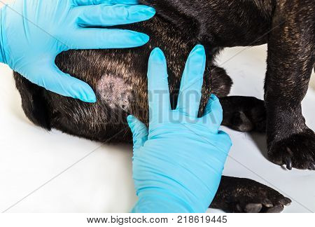 dog French bulldog with fallen hair on reception at the doctor