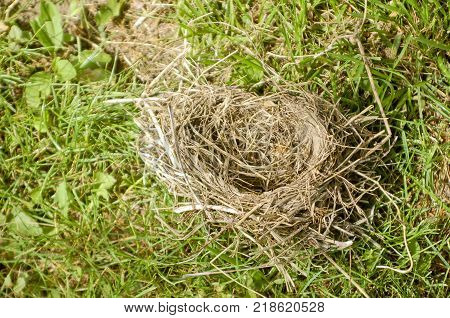 Bird's Nest on the Ground with Green Grass