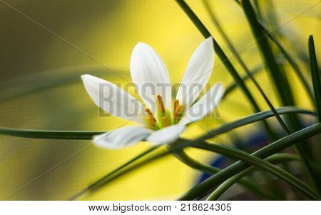 White Zephyranthes with green leaves background, closeup