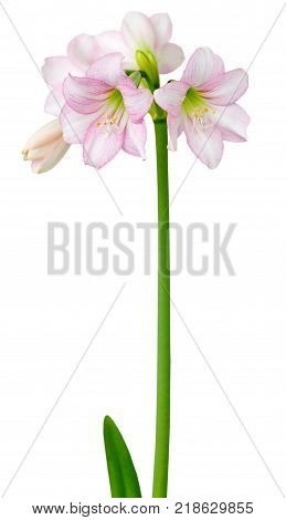 Amaryllis Hippeastrum sonatini Pink Rascal isolated on the white background