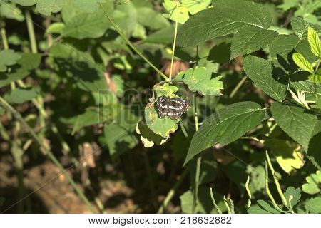 Neptis sappho. Butterfly with variegated striped wings in living nature