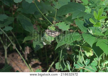 Pallas' sailer. Butterfly with variegated striped wings in living nature