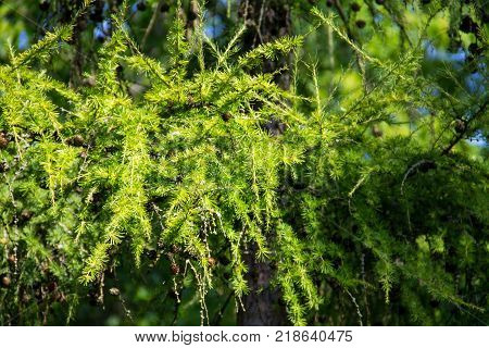 European Larch (larix Decidua)