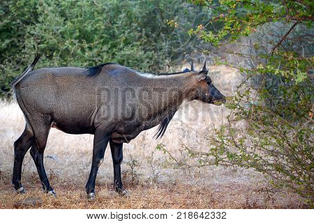 Close up of male Nilgai, largest Asian antelope. It is also known as blue bull or Boselaphus tragocamelus and is endemic to India. Wildlife photography taken in Ranthambore, Rajasthan, India.