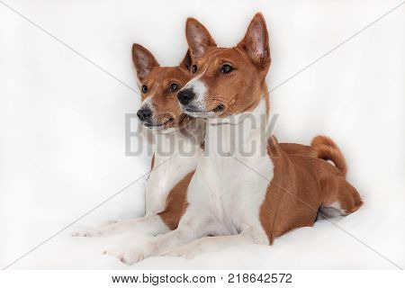 red-haired, African non-fading dog basenji on a white background chinese new year 2018