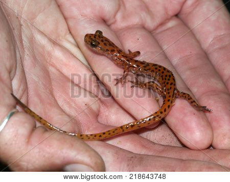 Cave Salamander (Eurycea lucifuga) found in southern Illinois