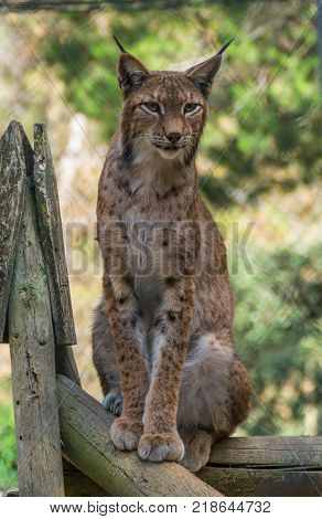 Linx sitting on a log. Safari Aitana, Penaguila, Spain