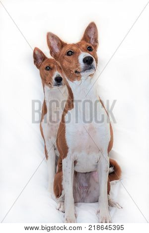 red-haired, African non-fading dog basenji on a white background chinese new year 2018