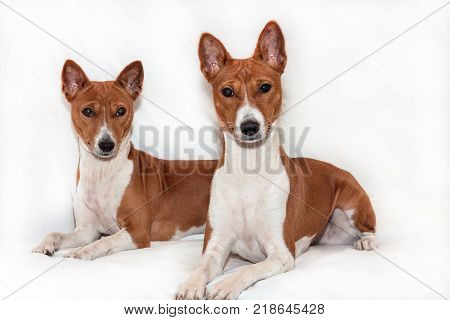 red-haired, African non-fading dog basenji on a white background chinese new year 2018