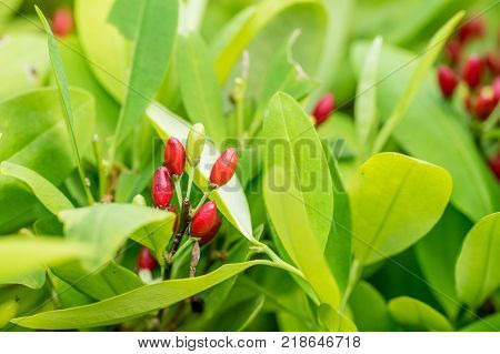 Leaves of coca plant or Erythroxylum novogranatense